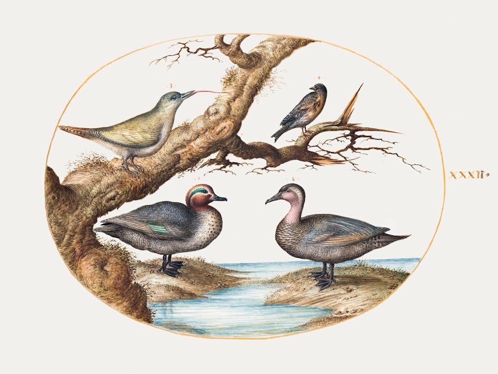 Green Winged Teal, Juvenile Green Woodpecker And Two Other Birds (1575 1580), Joris Hoefnagel