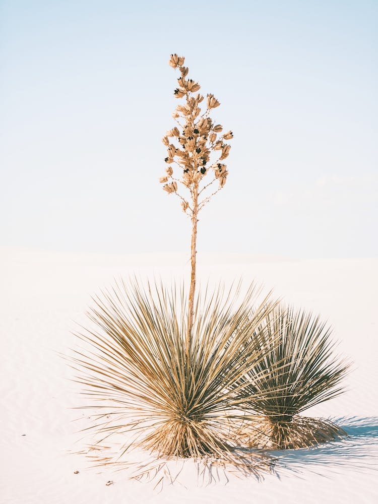 White Sands Agave
