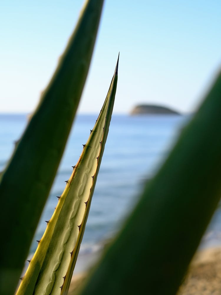 Agave with sea view // Ibiza Nature & Travel Photography