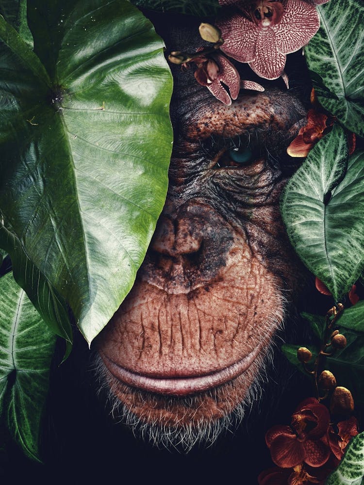 Chimpanzee in the Jungle 1