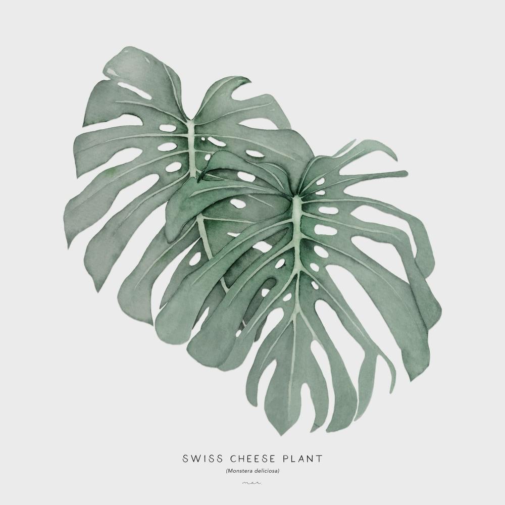 Swiss Cheese Plant Off White Square
