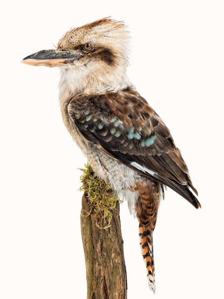 Birds VIII