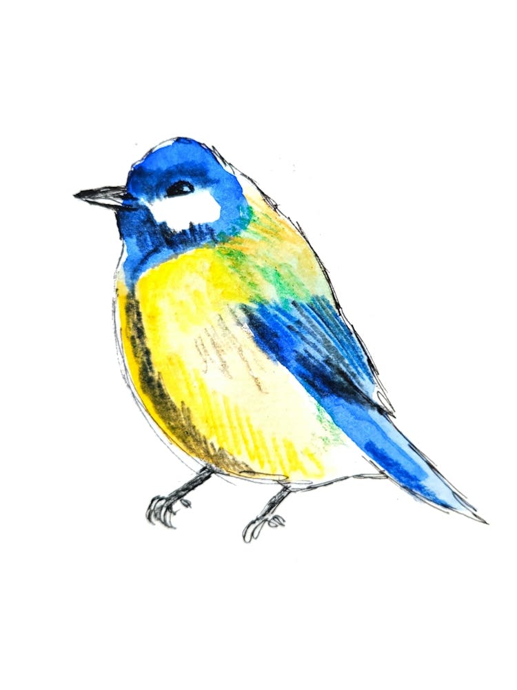 Blue Tit