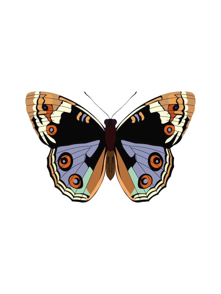 American Lady Butterfly