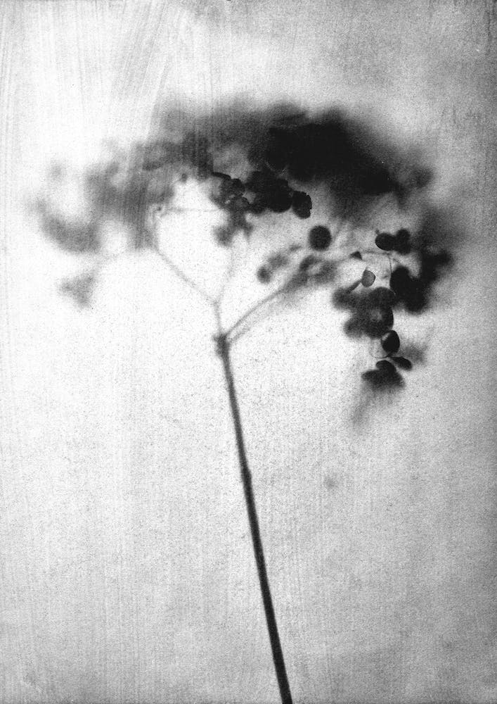 Hydrangea