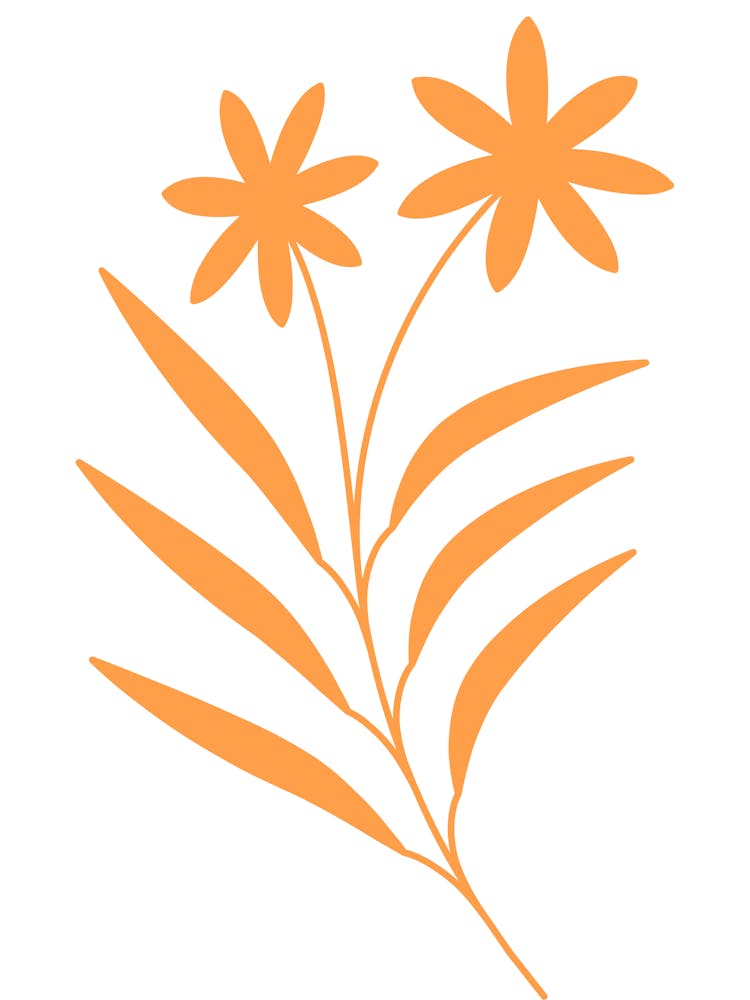 Orange Daisy