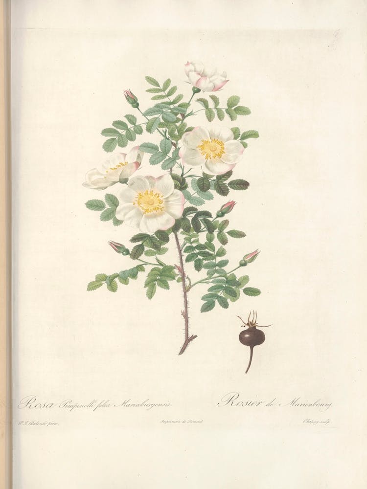 Rose Illustration, Pierre Joseph Redoute (4)