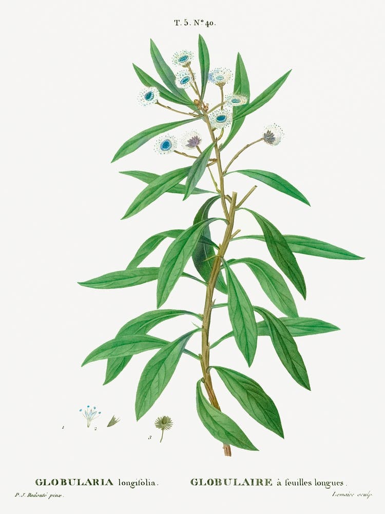 Globe Daisy Shrub, Pierre Joseph Redoute