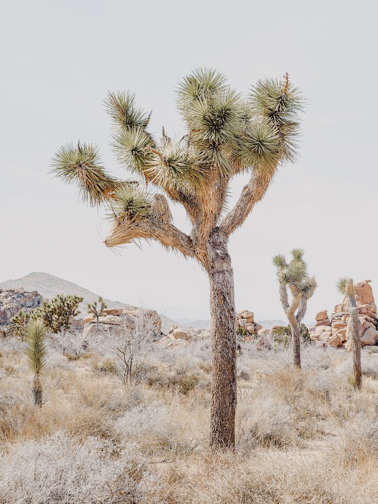 Desert Joshua Tree