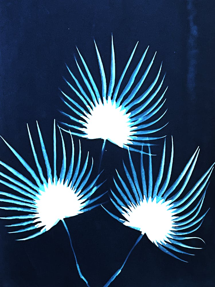 Fan palm blue cyanotype