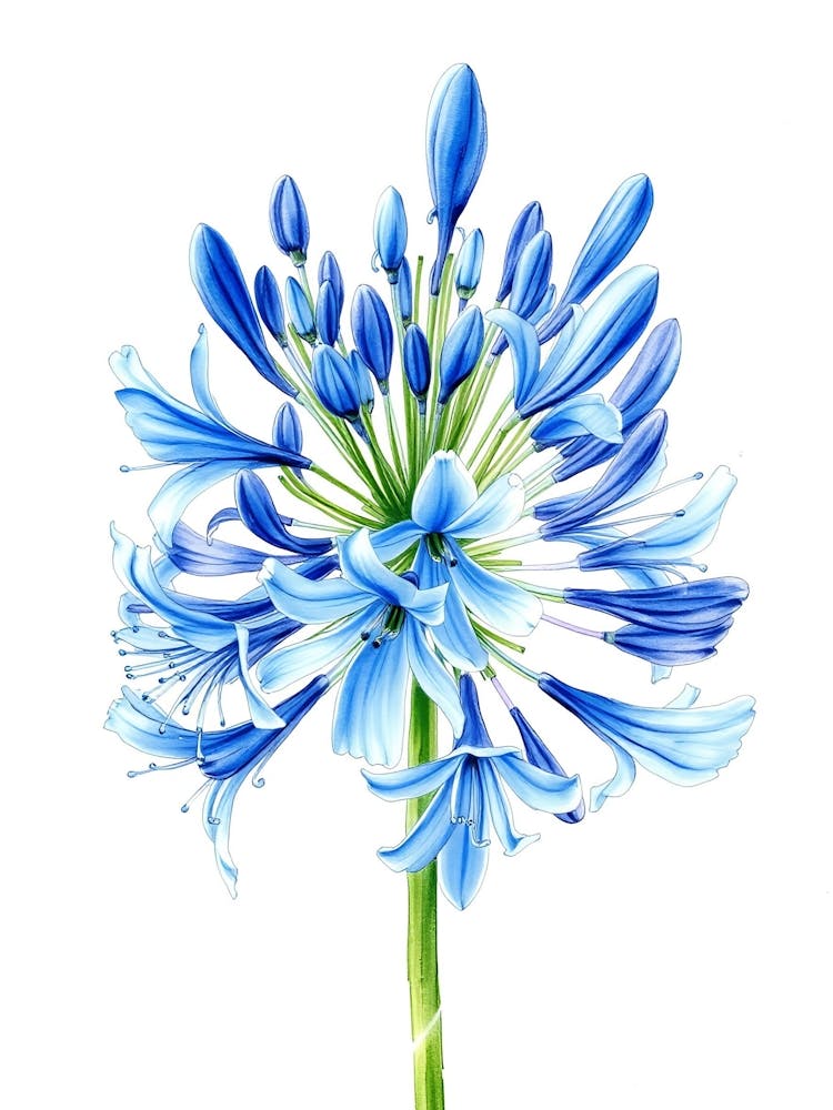 Fleur d'Agapanthe Bleue