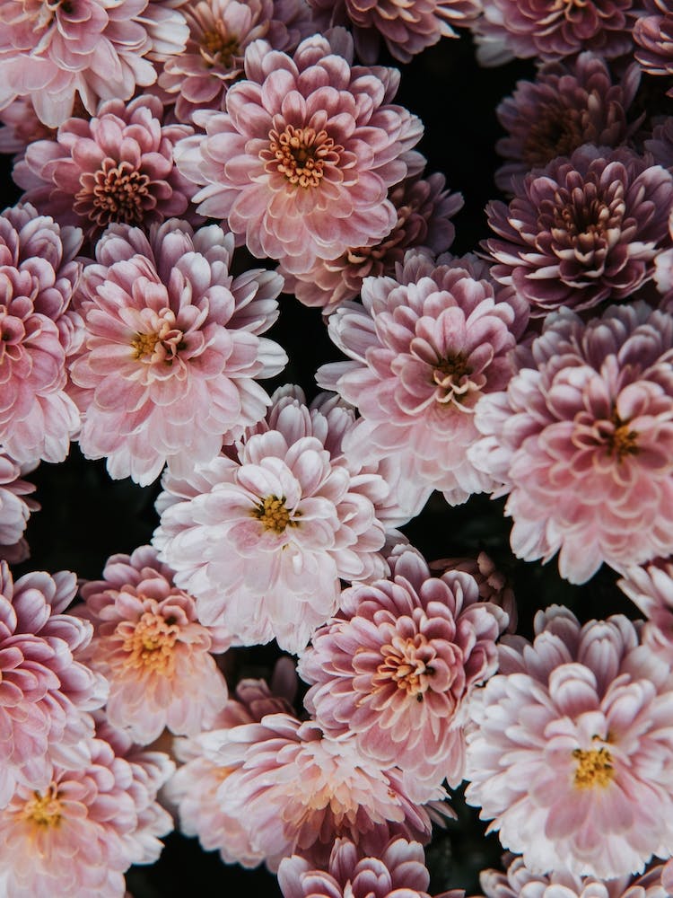 Pink Chrysanthemums