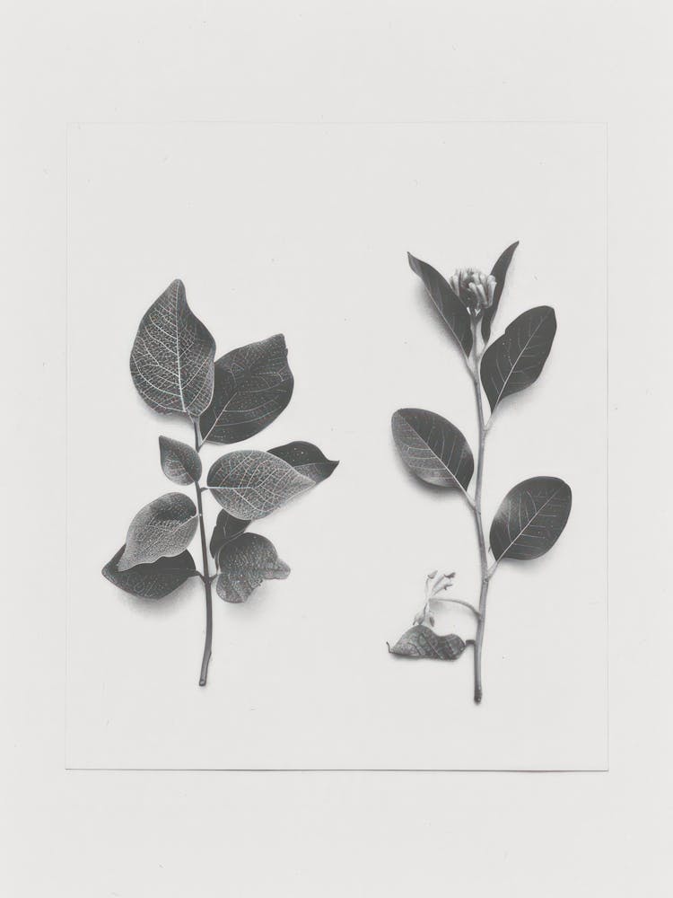 Honeysuckle Flower Photo Collage 4