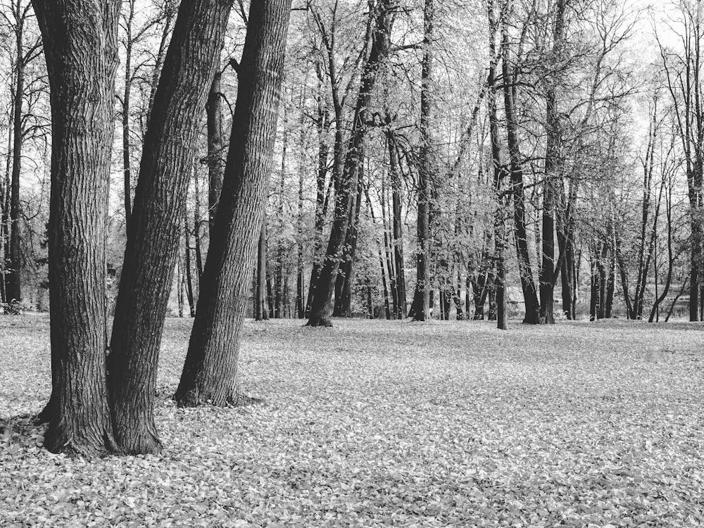 Black And White Photo 3