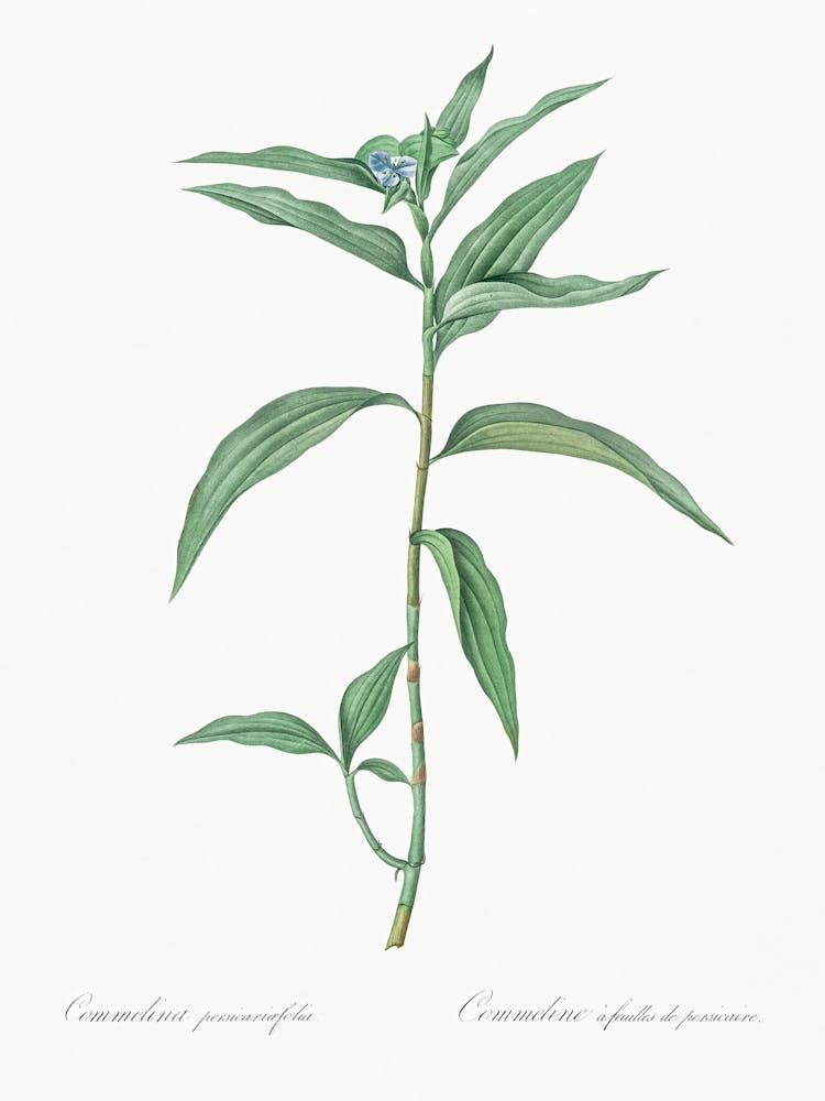 Dayflower Illustration From Les Liliacées (1805), Pierre Joseph Redoute