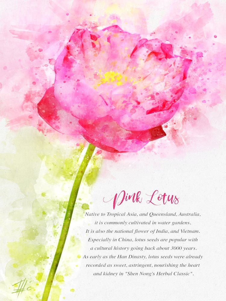 Rosa Lotus