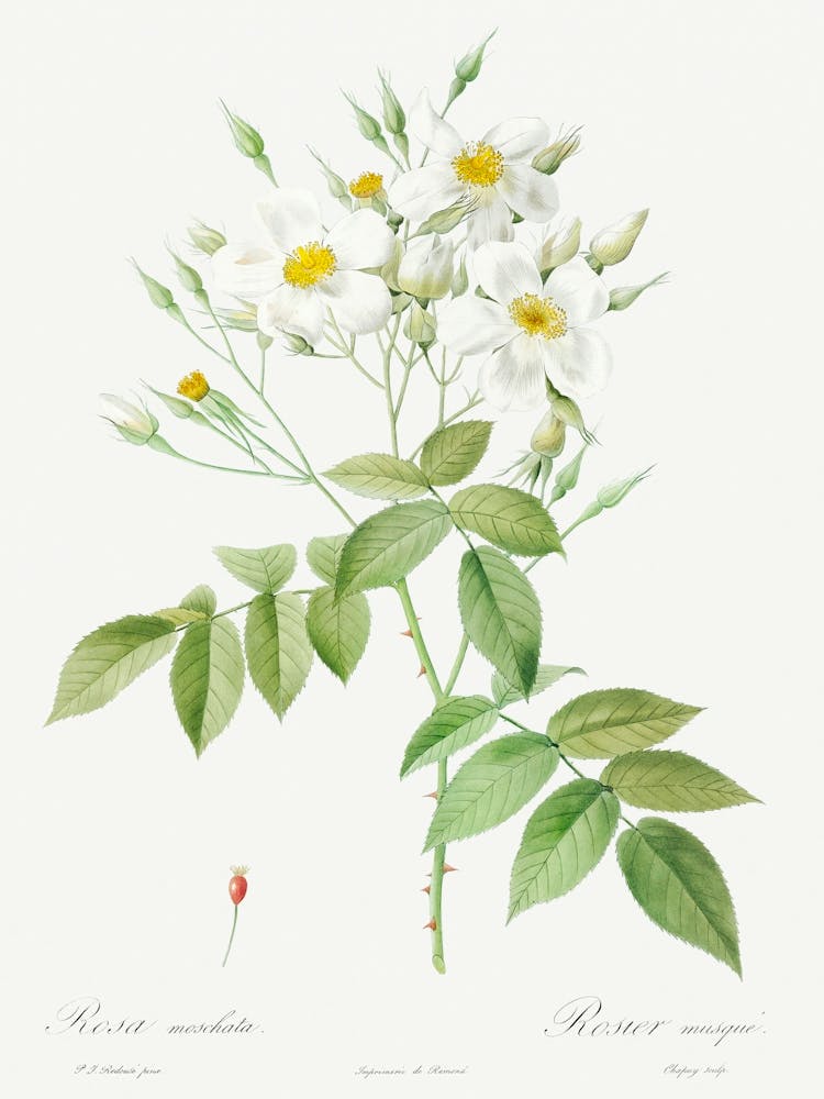 Musk Rose, Rosa Moschata, Pierre Joseph Redoute