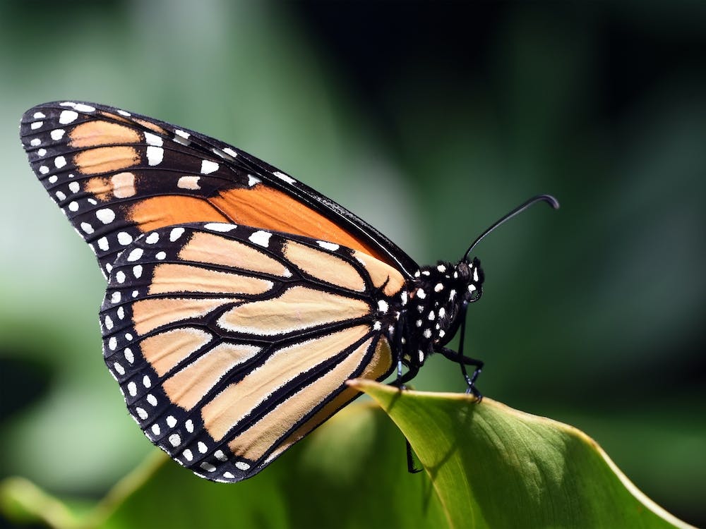 Monarch Butterfly
