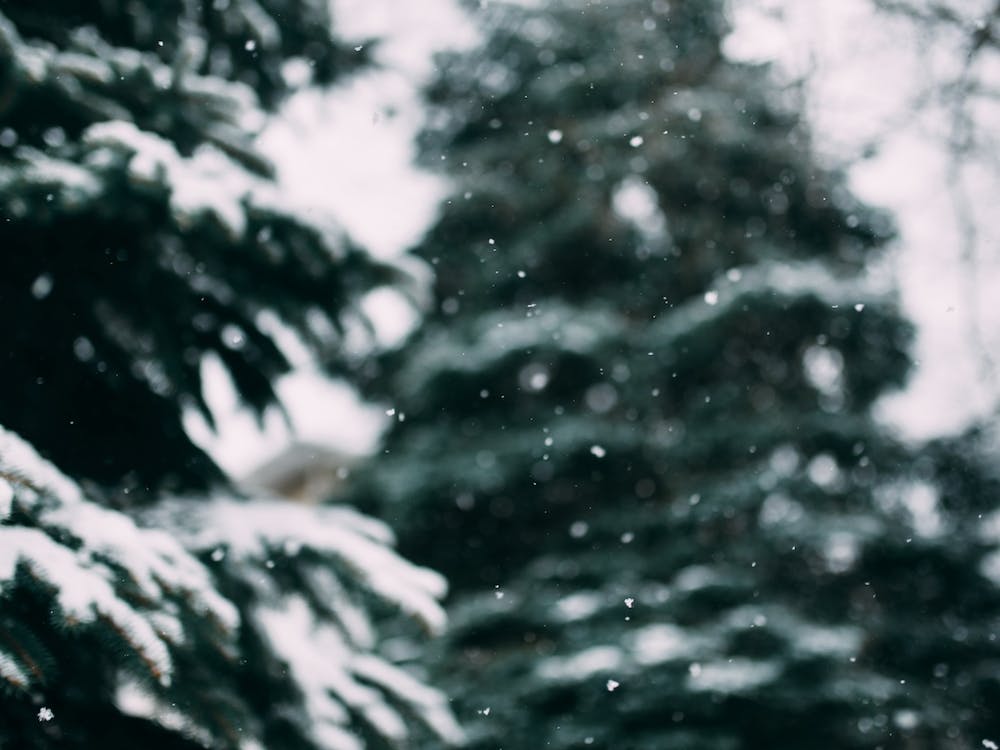 Snow And Trees