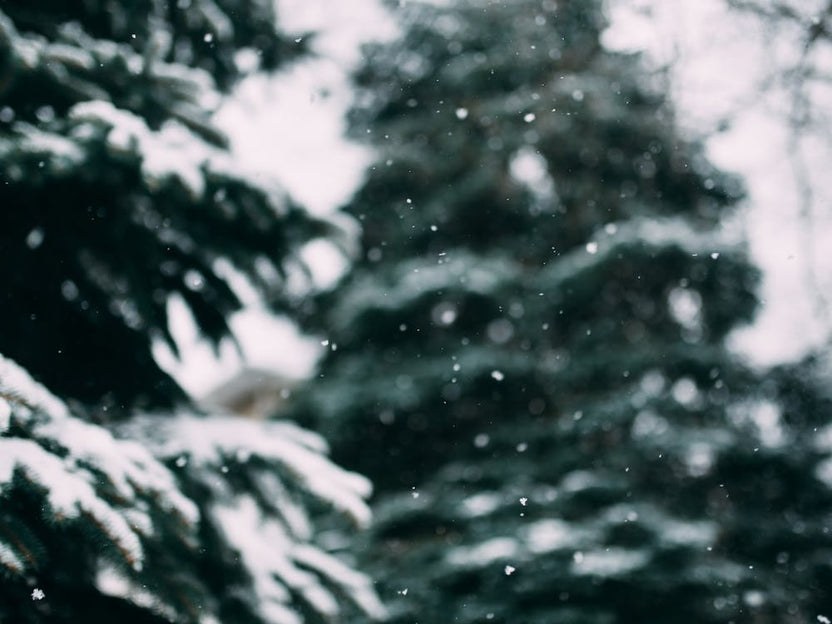 Snow And Trees