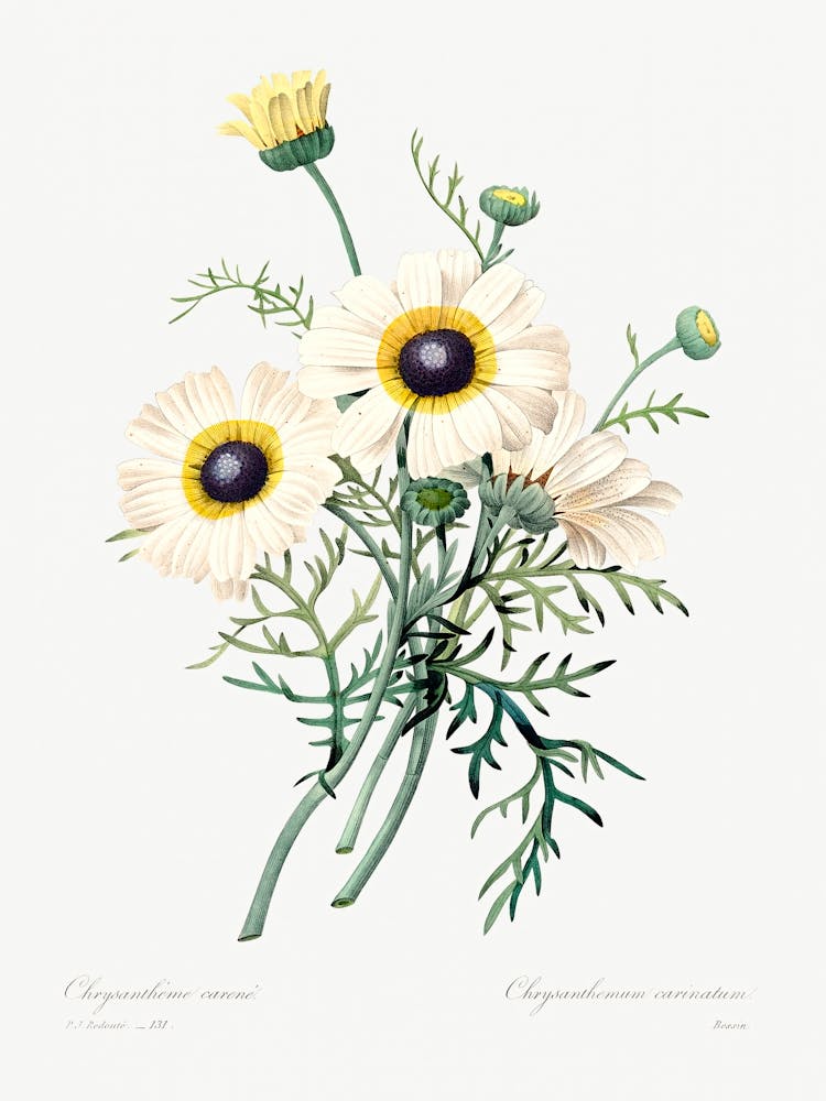 Antique Plant, Pierre Joseph Redoute