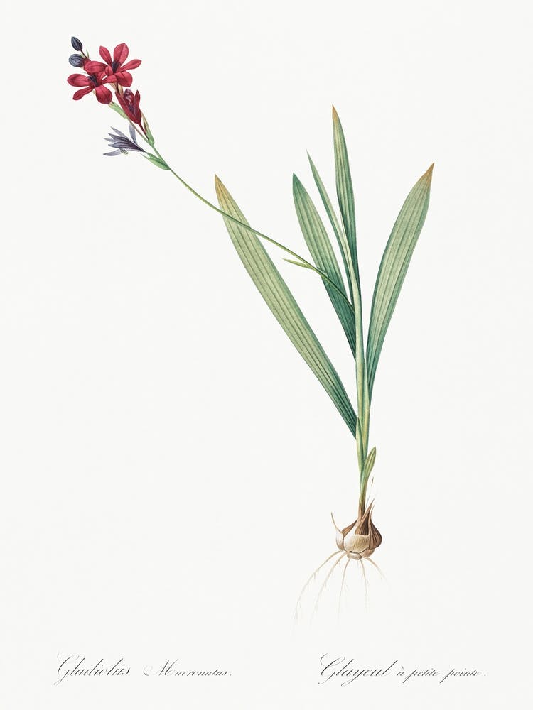 Gladiolus Mucronatus Illustration From Les Liliacées (1805), Pierre Joseph Redoute