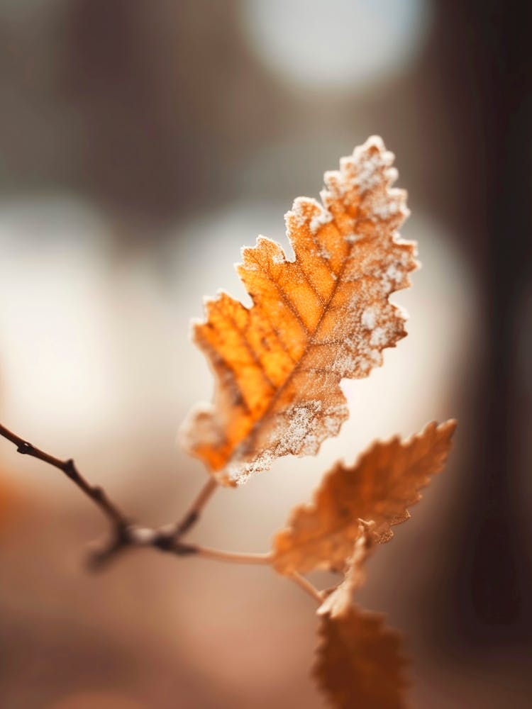 Autumn Impression No 2