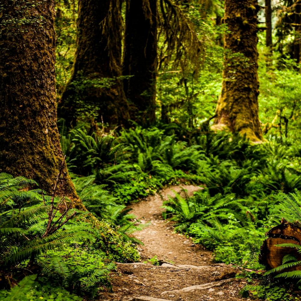Hoh Rainforest Sentier Carré