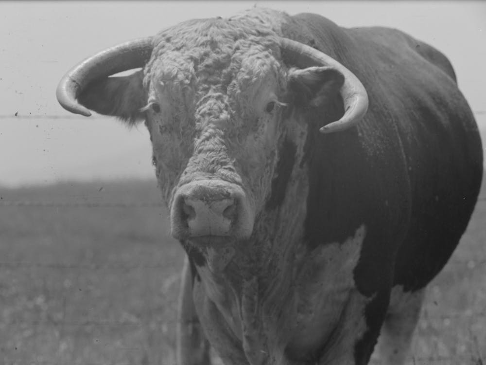 Untitled Photo, Possibly Related To Bull S Head, Cruzen Ranch, Valley County, Idaho By Russell Lee