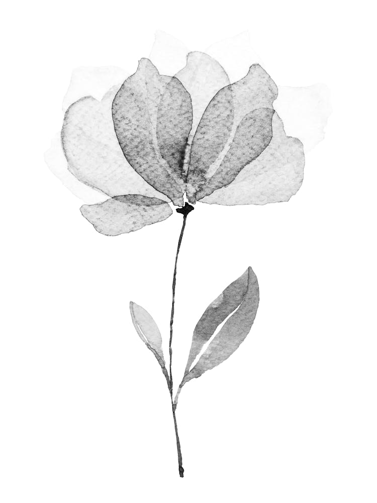 Black And White Flower 15