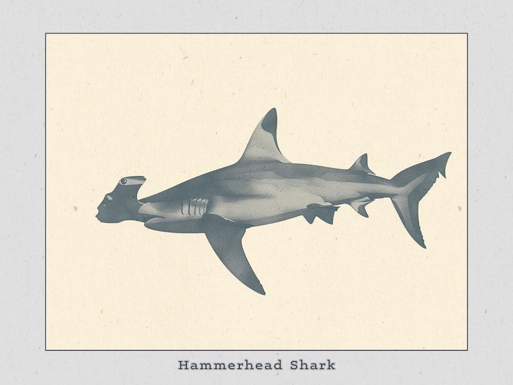 Hammerhead Shark Grey Silhouette 3 Poster