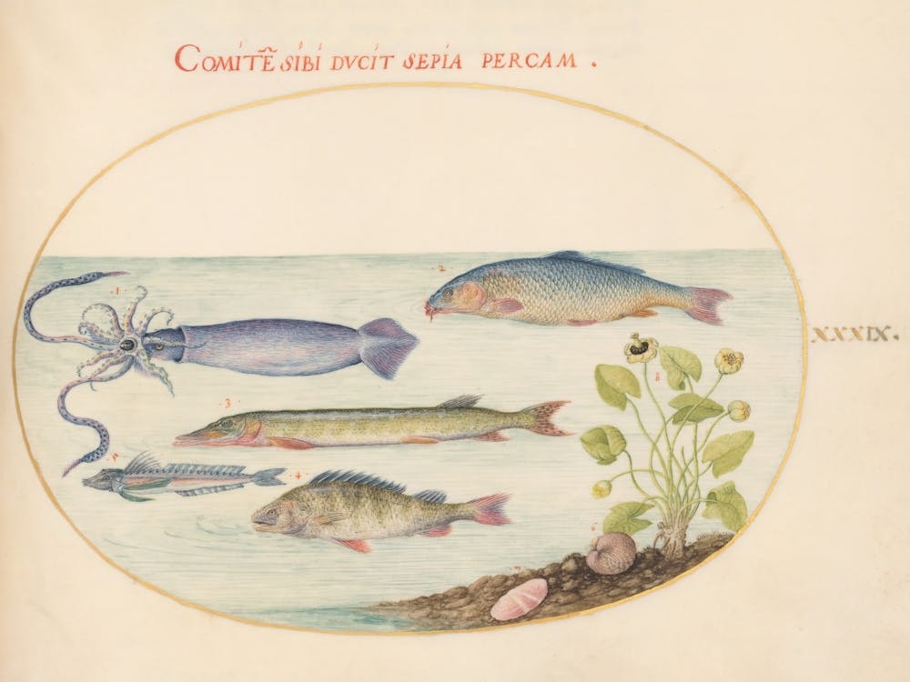 Animalia Aqvatilia et Cochiliata (c. 1575-1580 ), Joris Hoefnagel 1