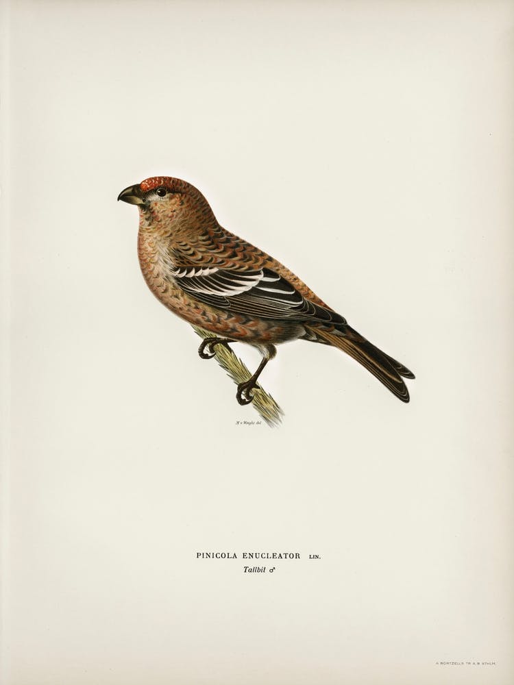 Pine Grosbeak Male, The Von Wright Brothers