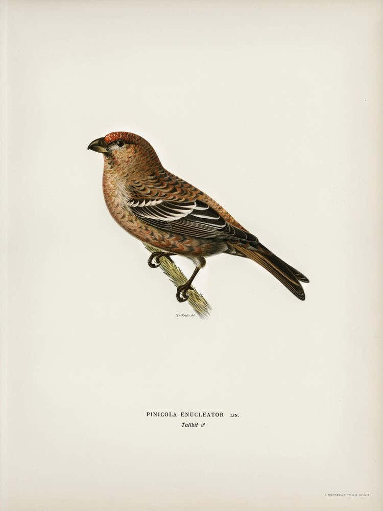 Pine Grosbeak Male, The Von Wright Brothers