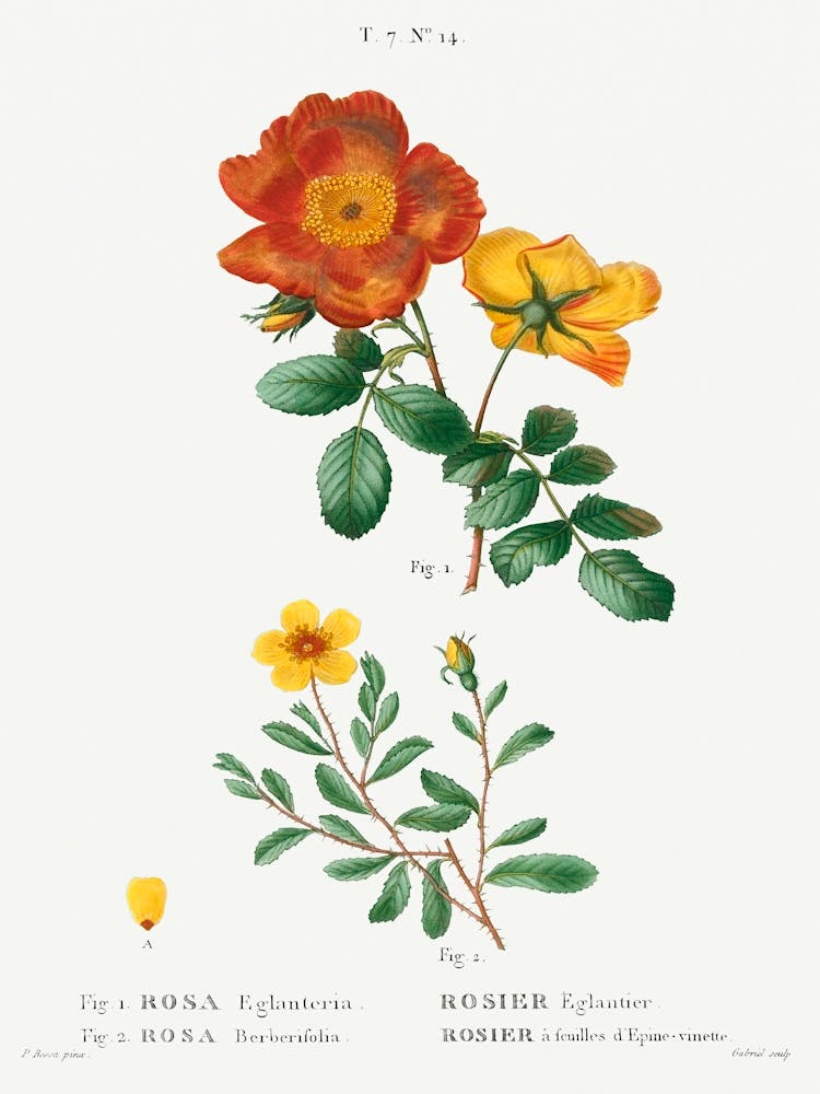 Sweetbriar Rose And Hulthemia Rose, Pierre Joseph Redoute