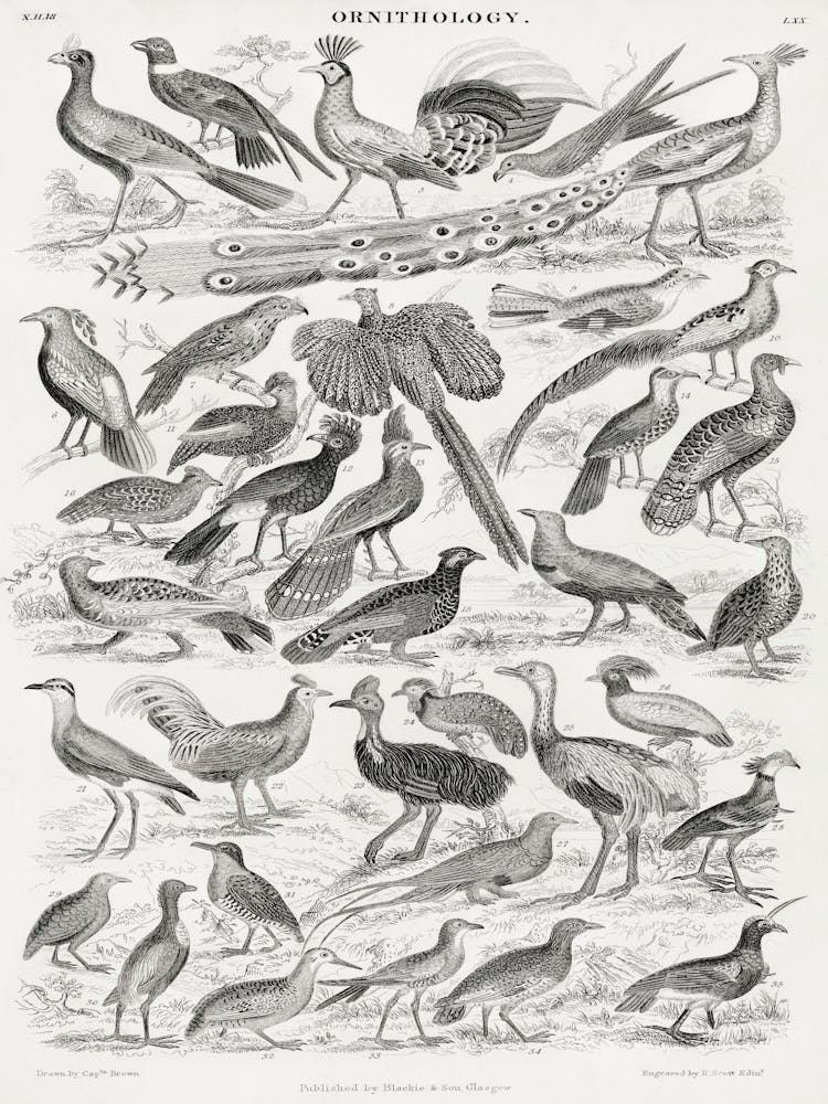 Ornithology, Oliver Goldsmith 1
