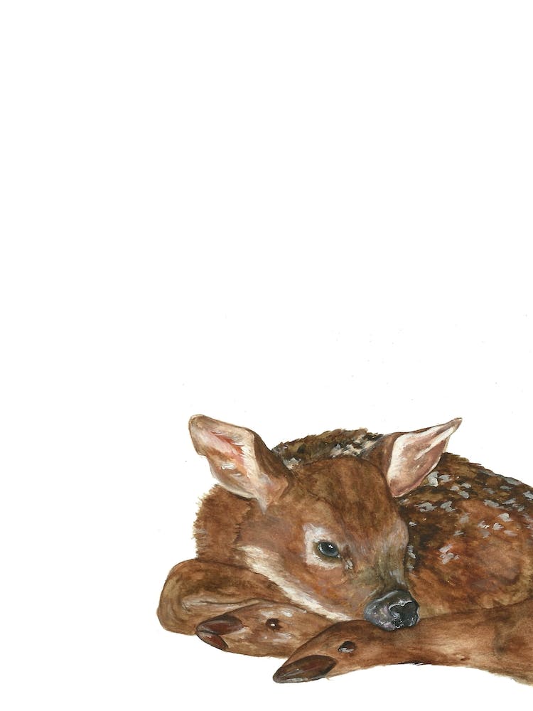 Shy Fawn
