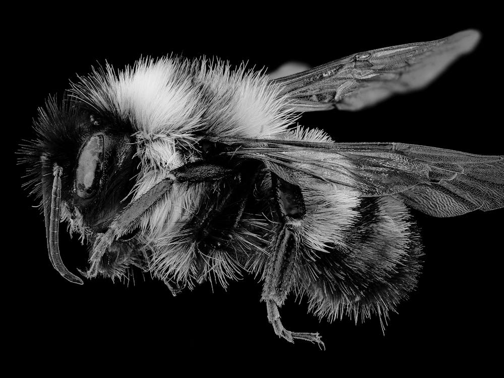 Black And White Bee