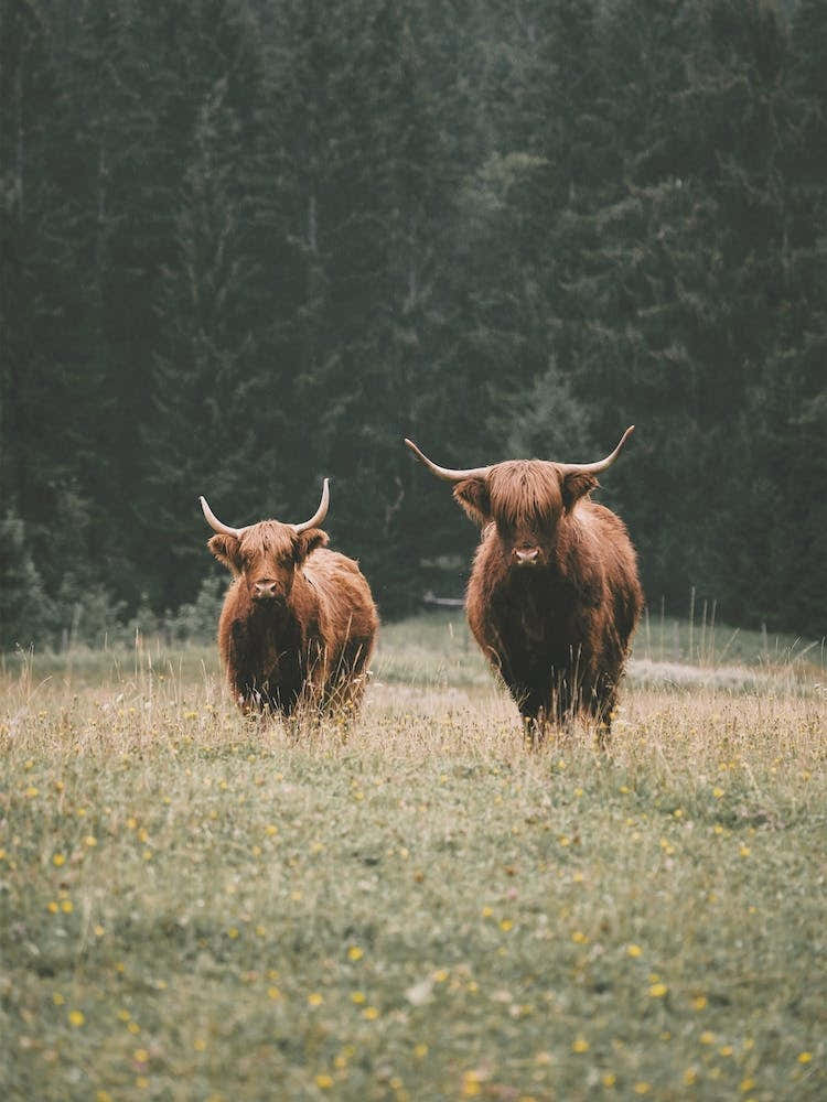 Highland Cows In Forest