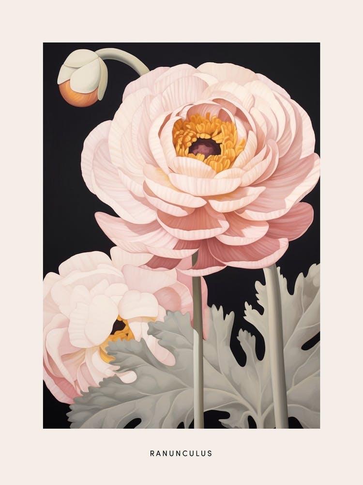 Flower Illustration Ranunculus 2 Poster