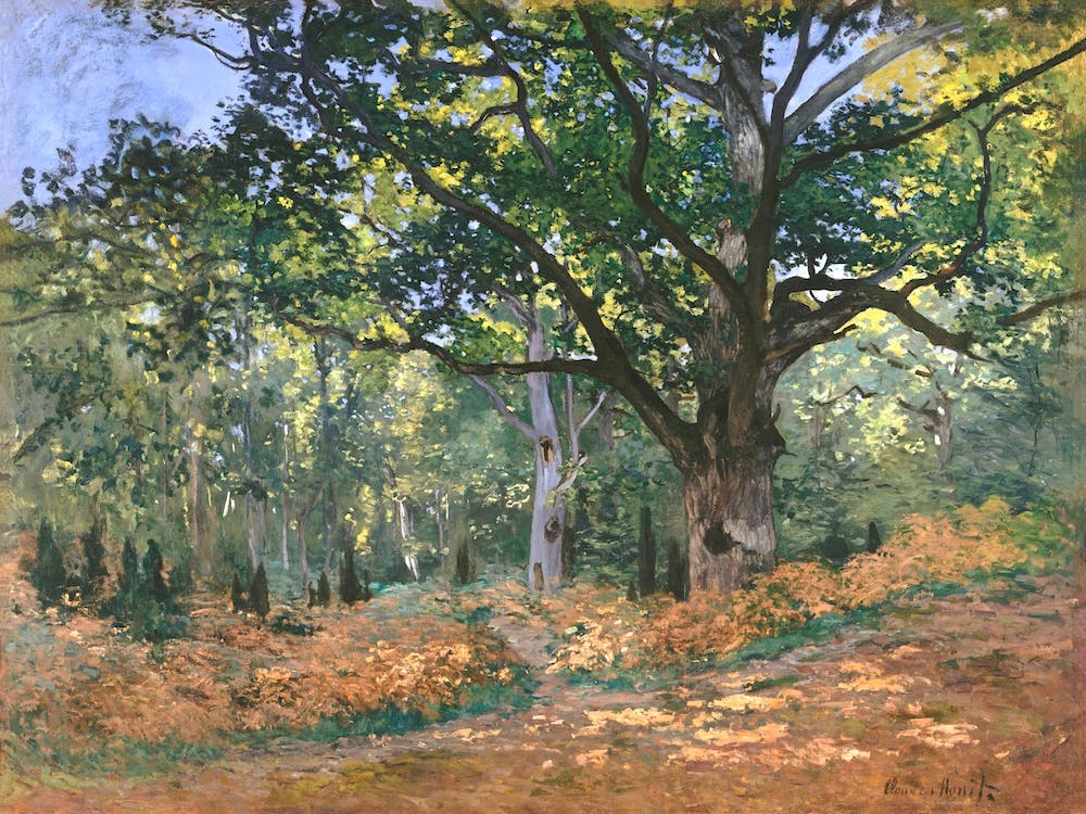 The Bodmer Oak, Fontainebleau Forest (1865), Claude Monet