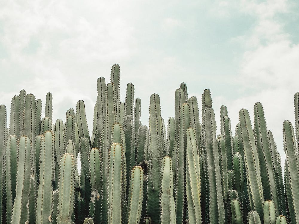 Large Tall Cacti
