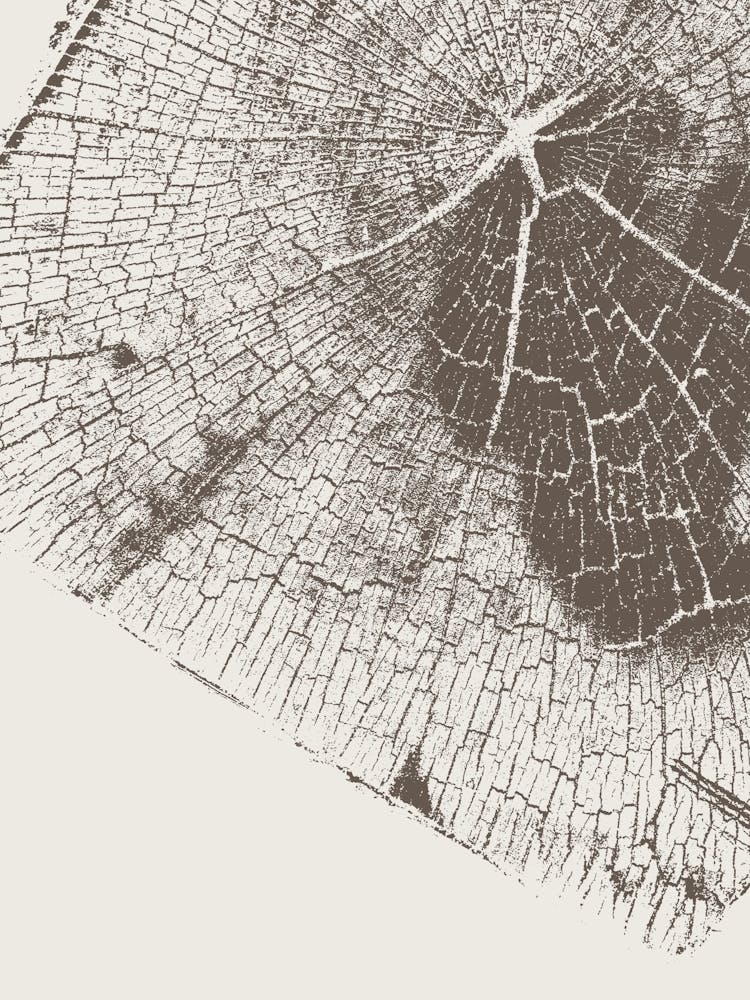 Tree Stump, Wood Block, Tree Rings 1