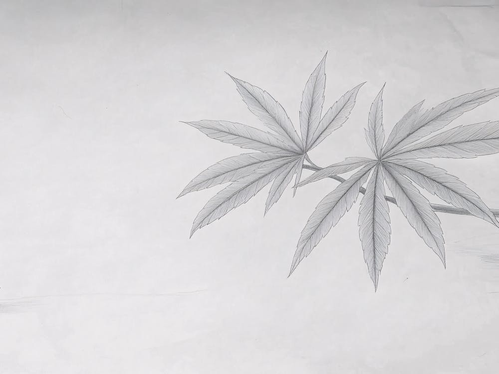 Marijuhana Cannabis Leaf Minimal Drawing