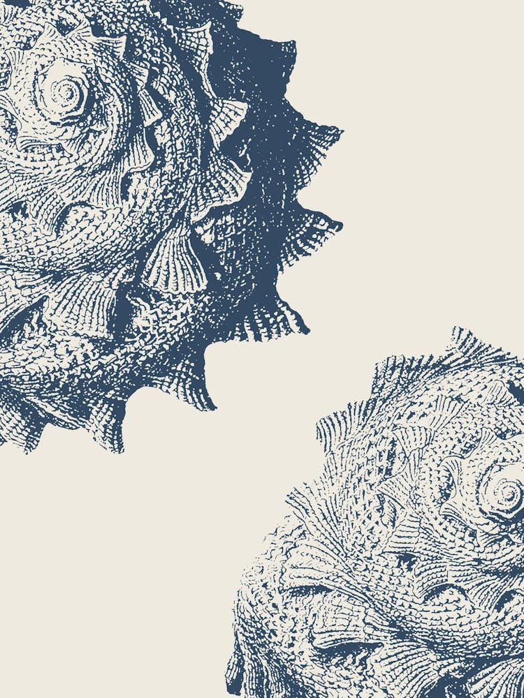 Seashell in Blue, Beach Decor, Minimalist Coastal Art 2