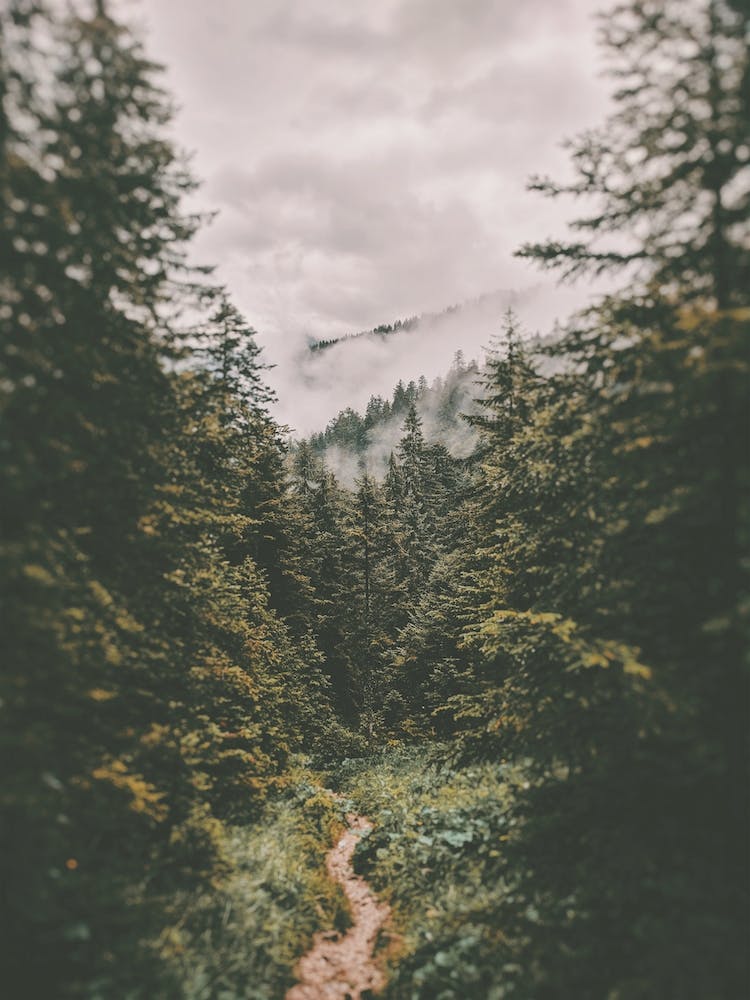 German Hiking Trail