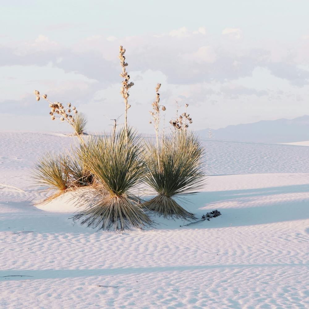 Yucca Plants In Desert