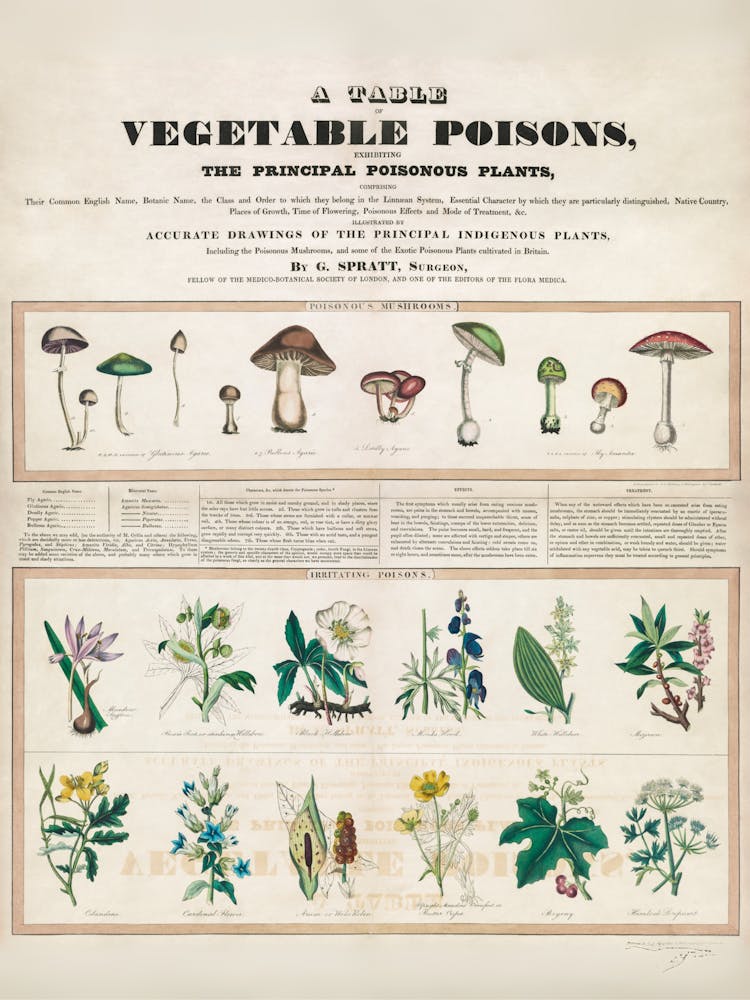 Guide To Vegetable Poisons Mushrooms