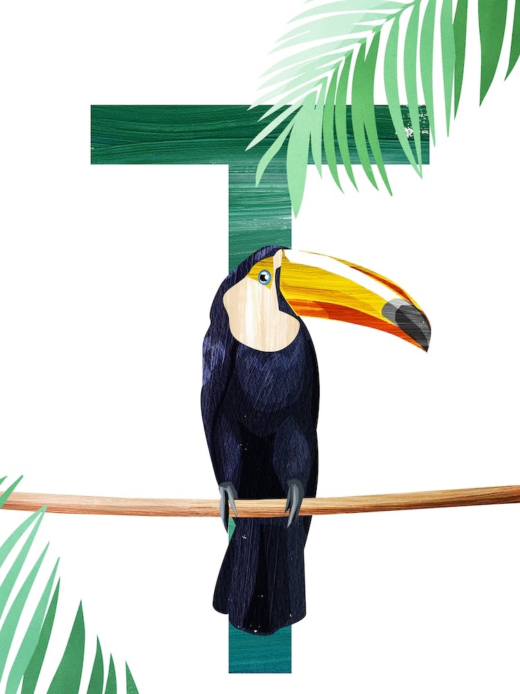 T Toucan