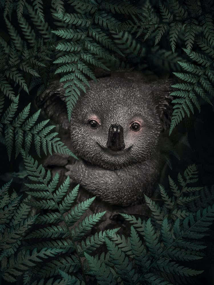 Cute Baby Koala